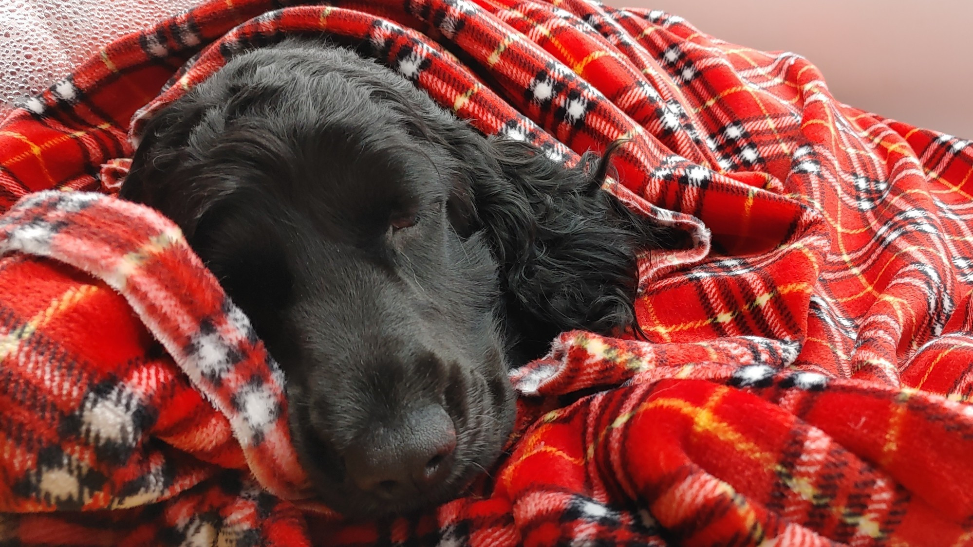 Karácsonyi, skót kockás pihe puha kutyatakaró