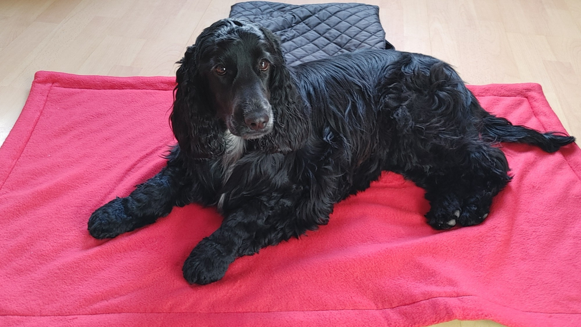 Utazós kutyafekhely, könnyű és kényelmes