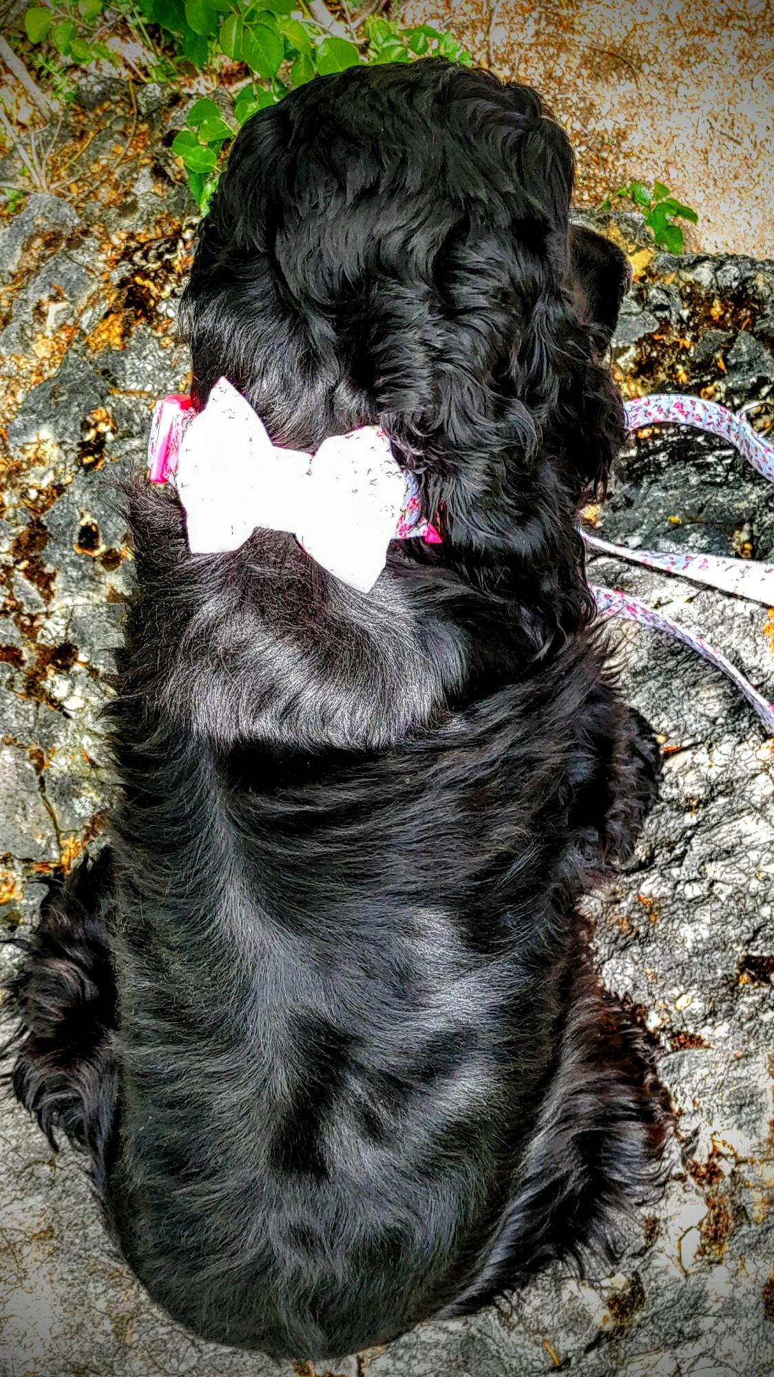 Megfordítva könnyedén tehetjük lányosabbá a csokornyakkendőt is!