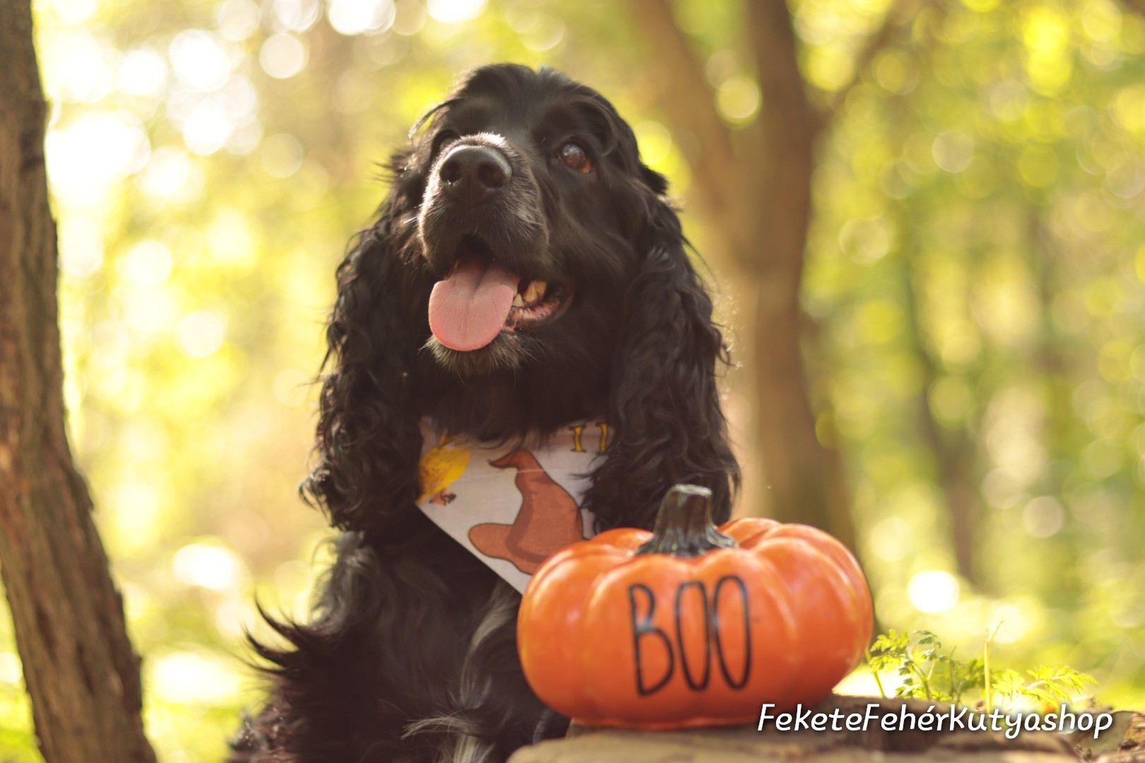 Nyakörvre csúsztatható kutyakendők, tökéletes kiegészítő nagy bundás kedvenceknek