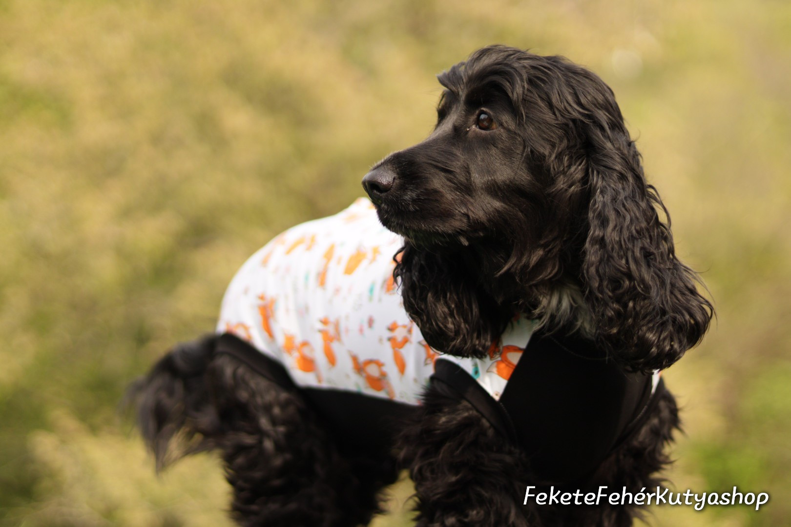 Műtét utáni kutyaruha ivartalanítás utánra