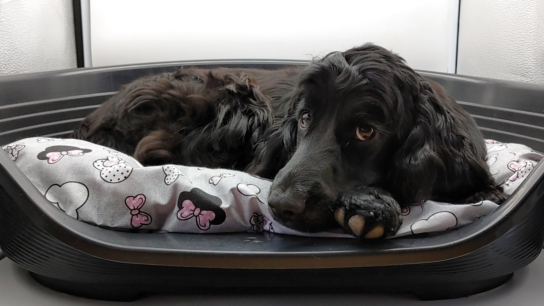 Párnahuzat kutya párnához