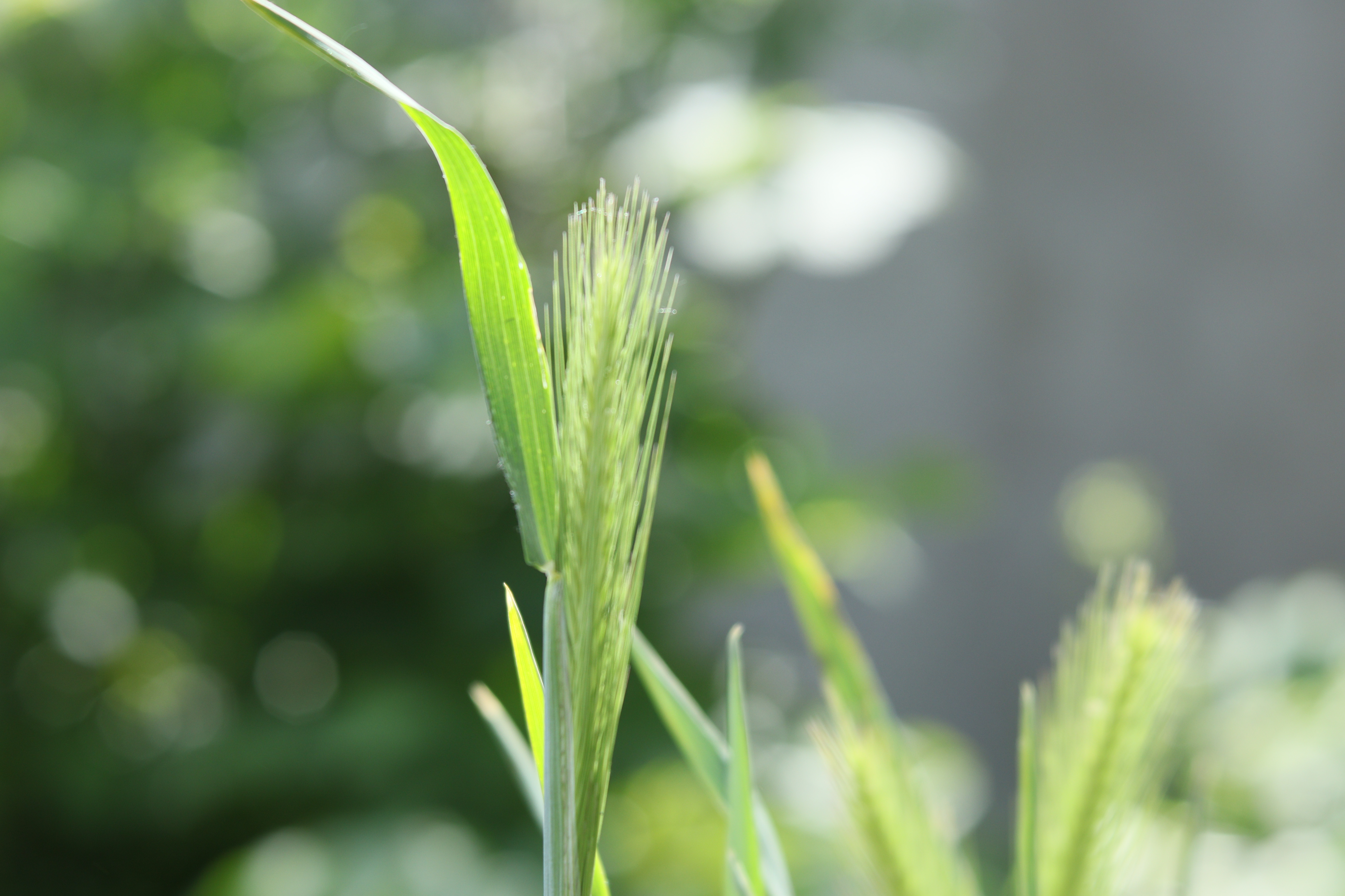 Toklászok, balról jobbra haladva egyre veszélyesebbek. Használjunk fülvédőt