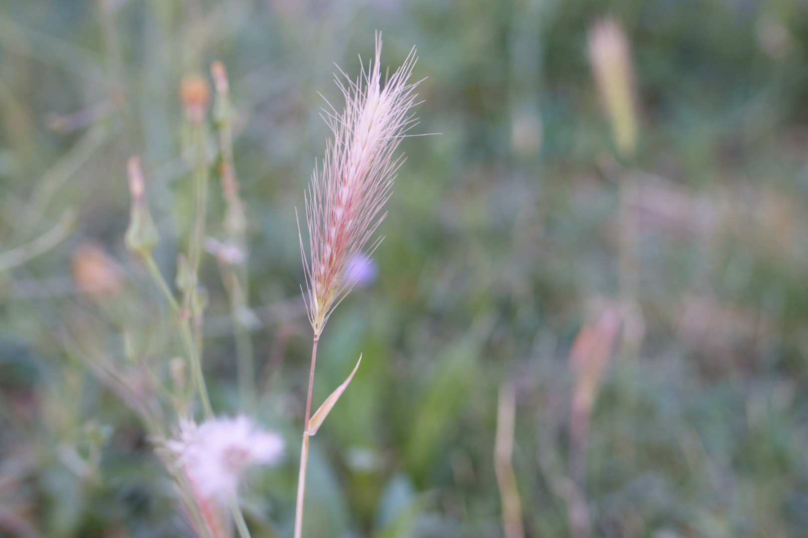 Toklászok-a zöldek ártalmatlanok, az aranysárgák veszélyesek. Óvjuk meg kedvencünk füleit fülvédővel