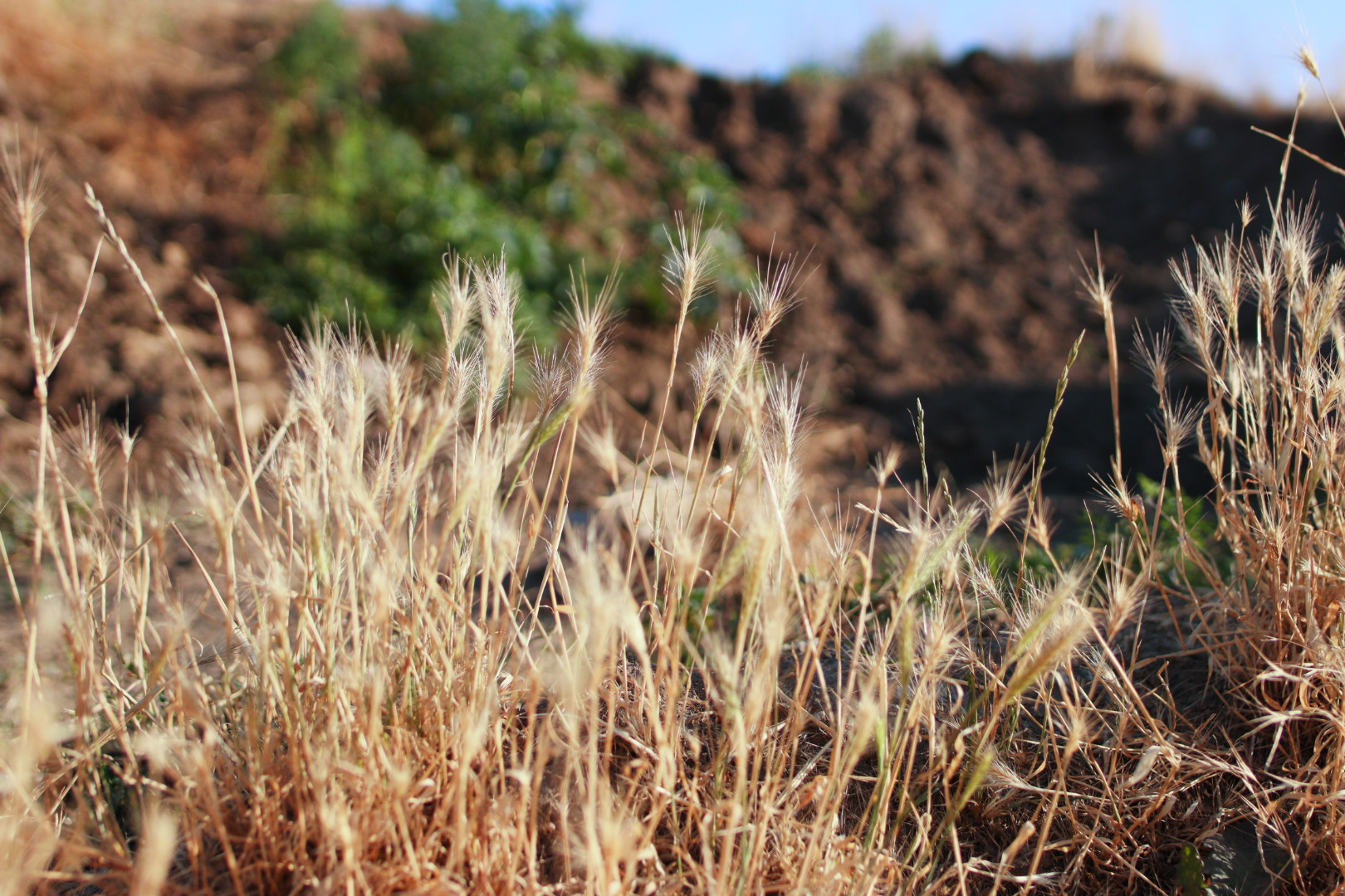 Toklászok bárhol előfordulhatnak