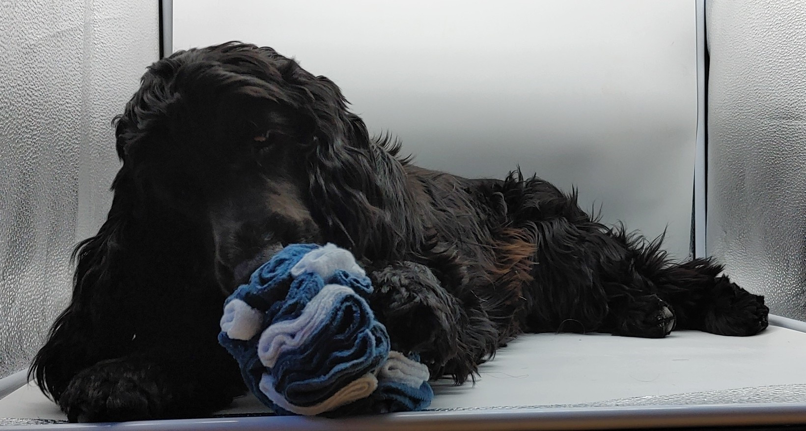 Szimatlabda, egy csendes agymunkát igénylő interaktív kutyajáték