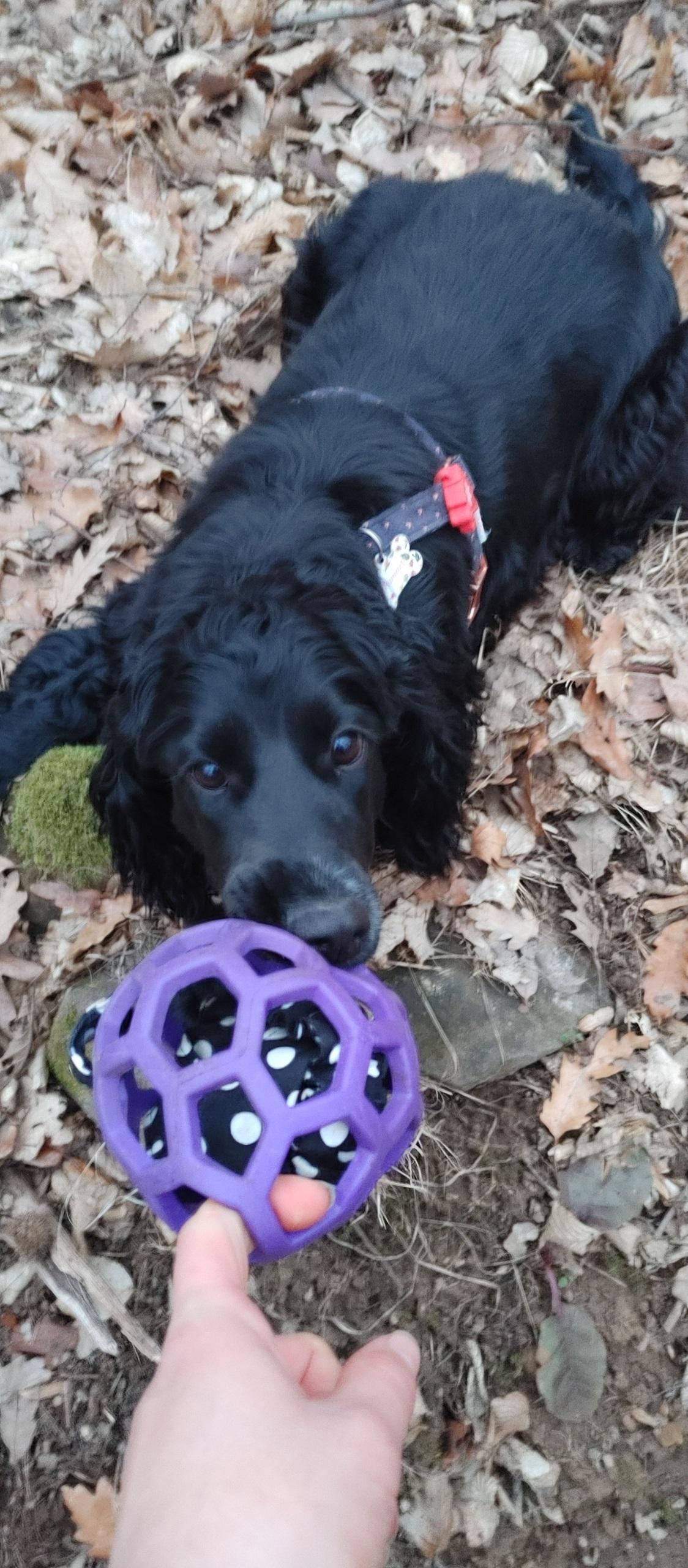 JW Holl-ee Rollerrel húzócskázó kutya