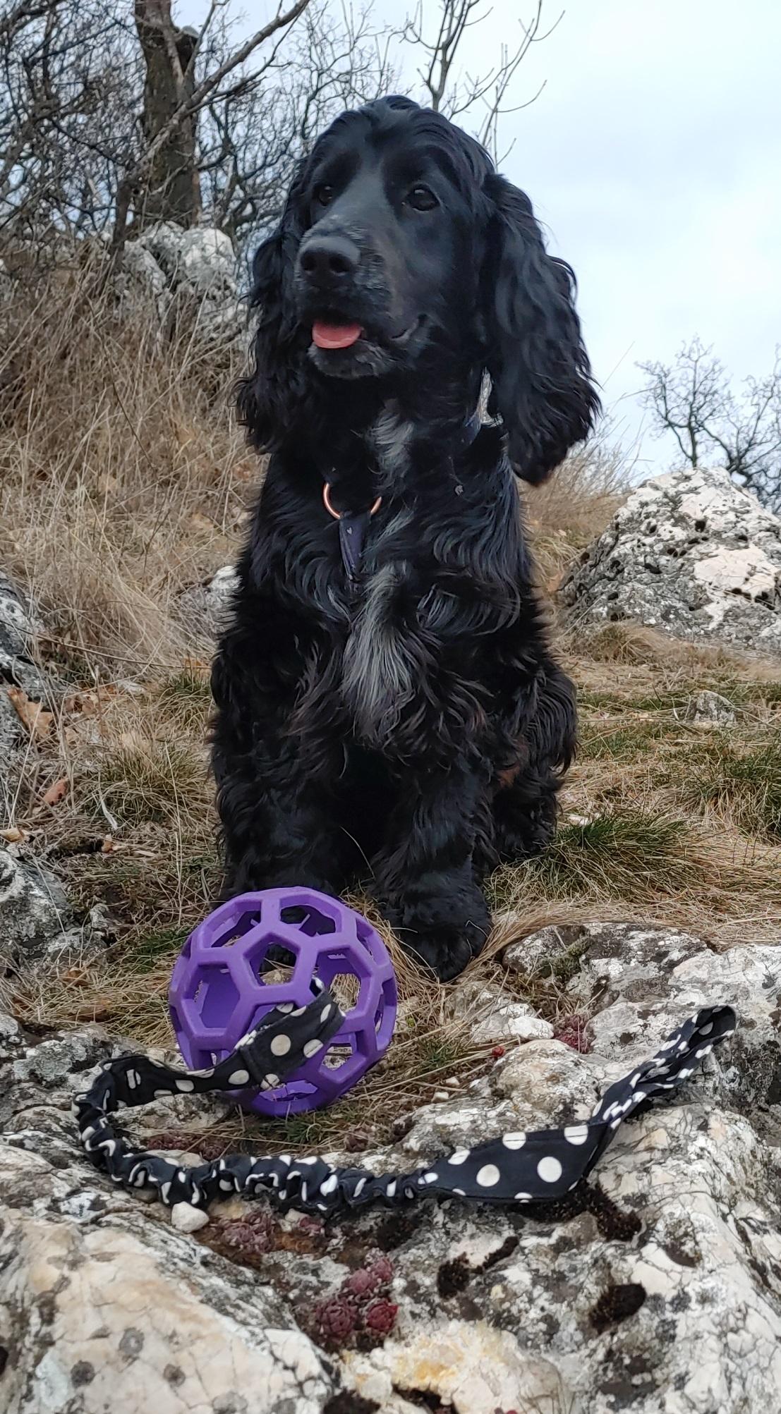 JW Holl-ee Roller labda pánttal -ideális utazós kutyajáték