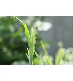 Nyár- sokak kedvenc évszaka, sokak rémálma - a toklászokról