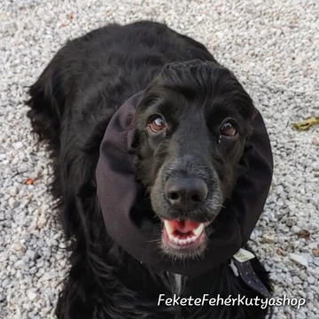 Fekete Egyszínű Vízlepergetős fülvédő kutyáknak - 4-es méret