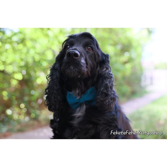 Pávakék Bársony Csokornyakkendő Kutyáknak