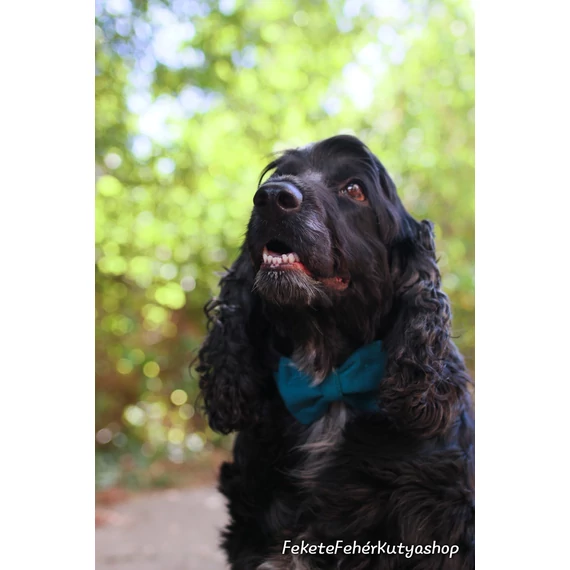 Pávakék Bársony Csokornyakkendő Kutyáknak