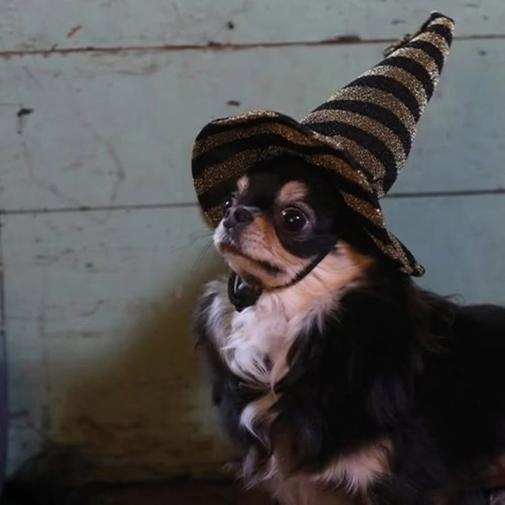 Halloween-i Tricky Glitzer Varázsló Süveg Kiskedvenceknek - Croci