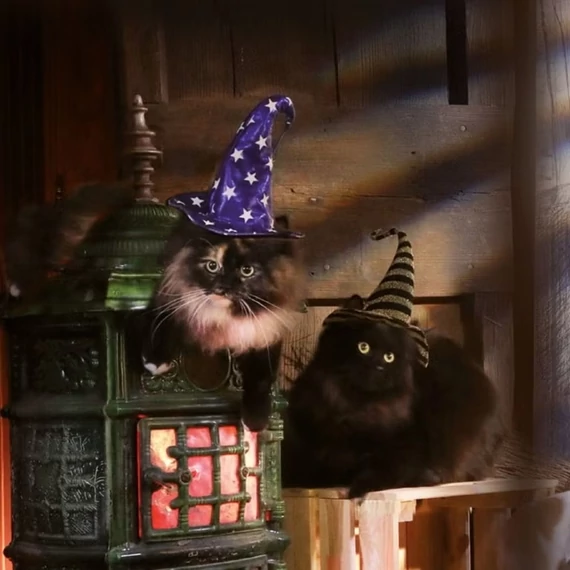 Halloween-i Tricky Glitzer Varázsló Süveg Kiskedvenceknek - Croci