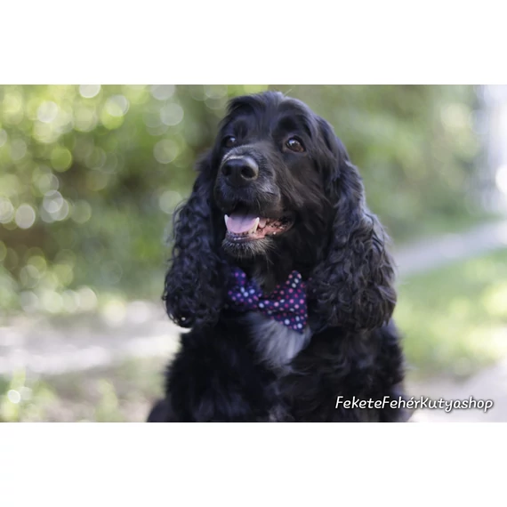 Swiss Polkadots Csokornyakkendő Kutyáknak