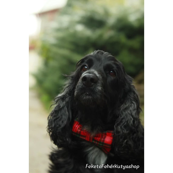 Karácsonyi Piros-Zöld Skót Kockás Szatén Selyem Csokornyakkendő Kutyáknak