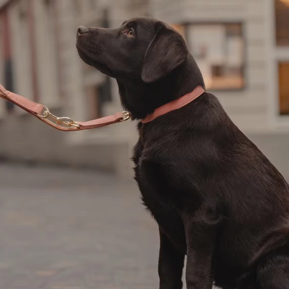 Peach-Sand Vegán Bőr Kutyanyakörv - Kentucky Dogwear - M