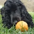 Kép 2/12 - ZEE.DOG Super Fruitz Narancs