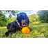 Kép 11/12 - ZEE.DOG Super Fruitz Narancs