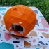 Kép 9/12 - ZEE.DOG Super Fruitz Narancs