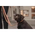 Kép 3/4 - Vegán Bőr Multifunkcionális Póráz - Kentucky Dogwear - Peach-Brown